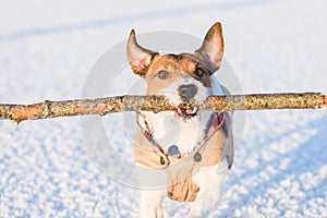 Dog carrying in mouth big wooden stick playing on snow