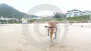 Dog Carrying a Stick on the Beach