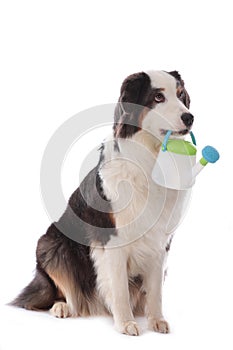 Dog carrying a watering can