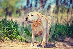 Dog carrying a wooden stick in the teeth