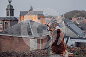 The dog at the castle. Travelling with a pet. Marble Australian shepherd on the background