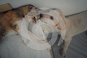 Dog and Cat