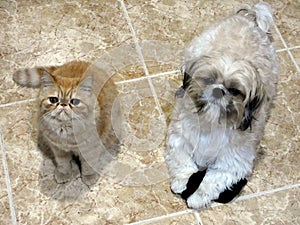 Dog and cat