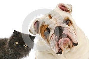 Dog and cat img