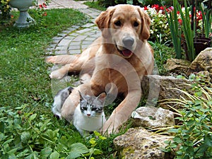 Pes a mačka 