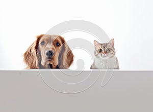 Dog and cat above banner together