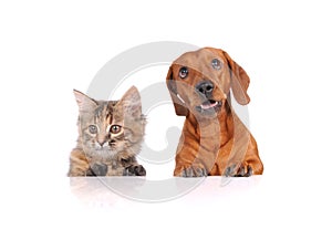 Dog and Cat above white banner