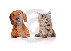 Dog and Cat above white banner