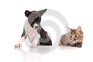 Dog and Cat above white banner