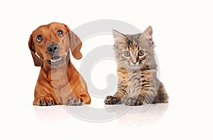 Dog and Cat above white banner looking at camera