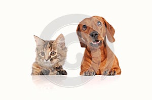 Dog and Cat above white banner looking at camera