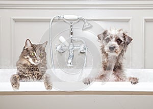 Dog and Cat in Bathtub Together