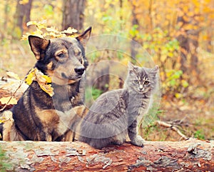 Dog and cat are the best friends