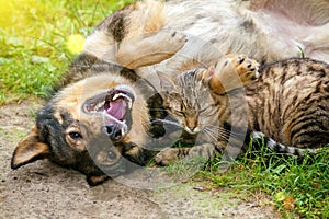 Il cane un gatto Sono il migliore amici 