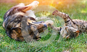 Dog and cat best friends playing together outdoors