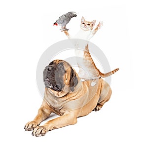 Dog Cat and Bird Playing