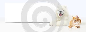 Dog and Cat with blank banner isolated on white background