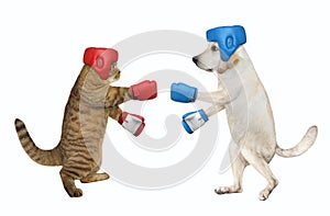Dog with cat are boxing