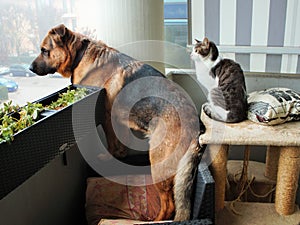 dog and cat careful to observe something, who said they are enemies?