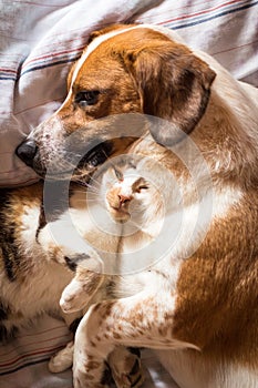 Dog and cat cuddle on bed