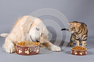 Dog and cat eating