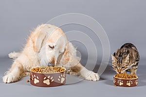 Dog and cat eating