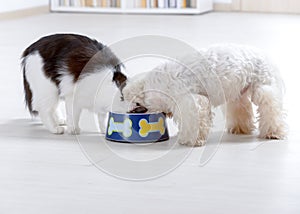 Dog and cat eating from a bowl