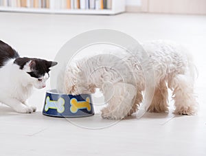 Dog and cat eating from a bowl