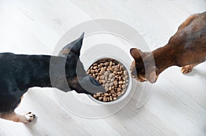 Dog and cat eating from a bowl, top view. Pet food concept