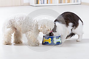 Dog and cat eating food from a bowl