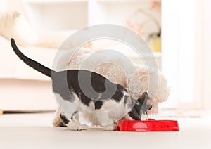 Dog and cat eating food from a bowl