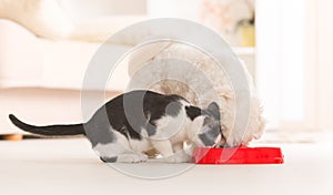 Dog and cat eating food from a bowl