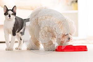 Dog and cat eating food from a bowl