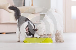 Dog and cat eating food from a bowl