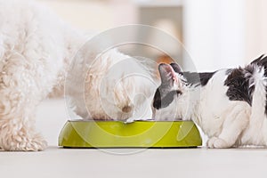 Dog and cat eating food from a bowl