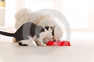 Dog and cat eating food from a bowl