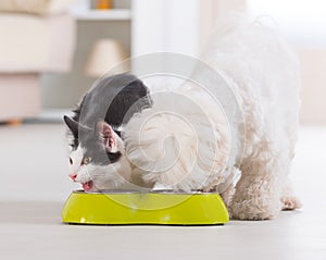 Dog and cat eating food from a bowl