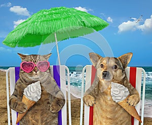 Dog and cat eating ice cream under a umbrella 2