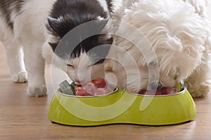 Dog and cat eating natural food from a bowl
