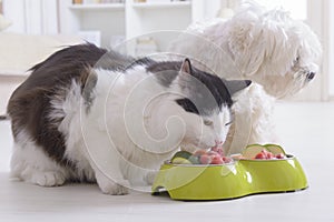 Dog and cat eating natural food from a bowl