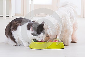 Dog and cat eating natural food from a bowl