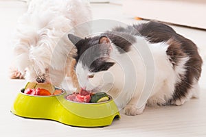 Dog and cat eating natural food from a bowl