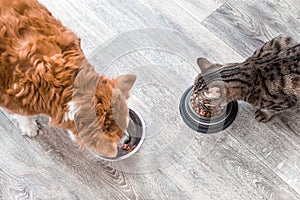 Dog and a cat are eating together from a bowl of food. Animal feeding concept