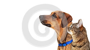 Dog and Cat Facing Side Together on White Closeup