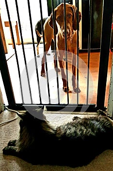Dog cat fence gate pet pets rivals enemies visla tabby