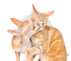 Dog and cat fight. isolated on white background