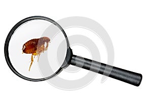 Dog or cat flea under real magnifying glass over white photo
