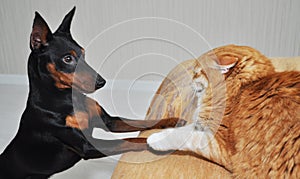 Dog and cat get to know each other, sniff other. The miniature pinschers look with interest at red fat cat. Cat is