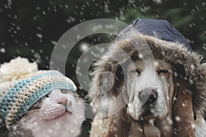 Dog and cat hat in snowfall