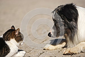 Il cane un gatto Testa sul Testa 